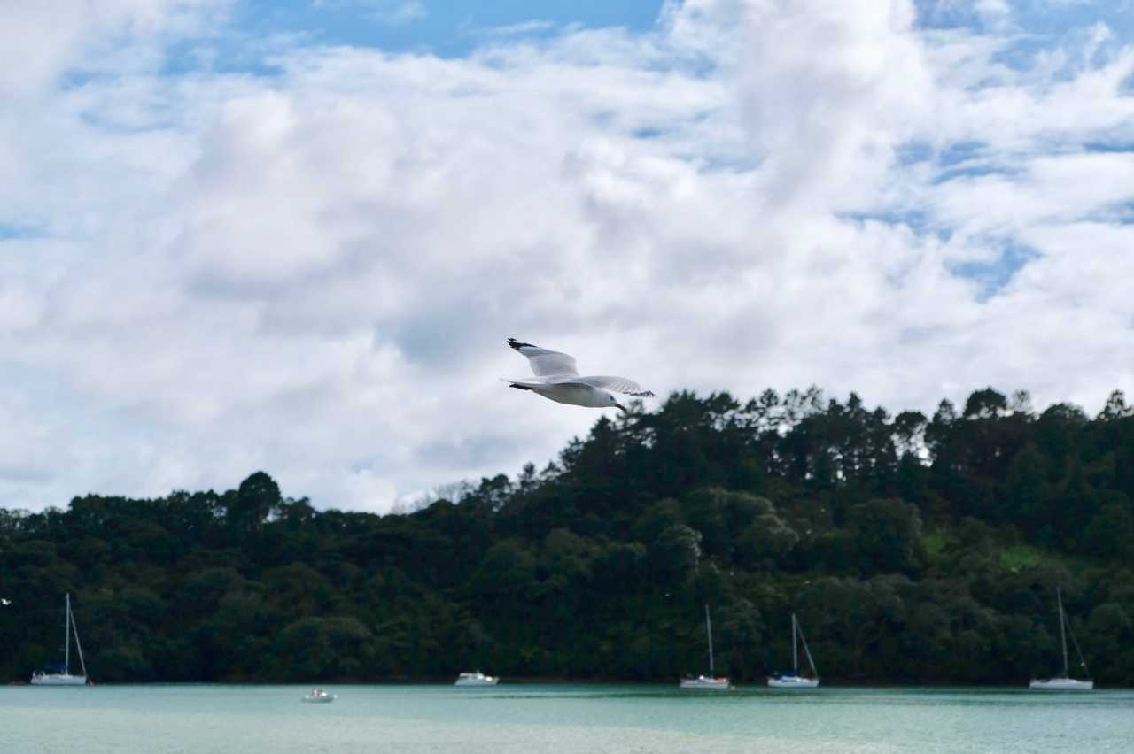 Thumbnail #11 Seagull In Flight