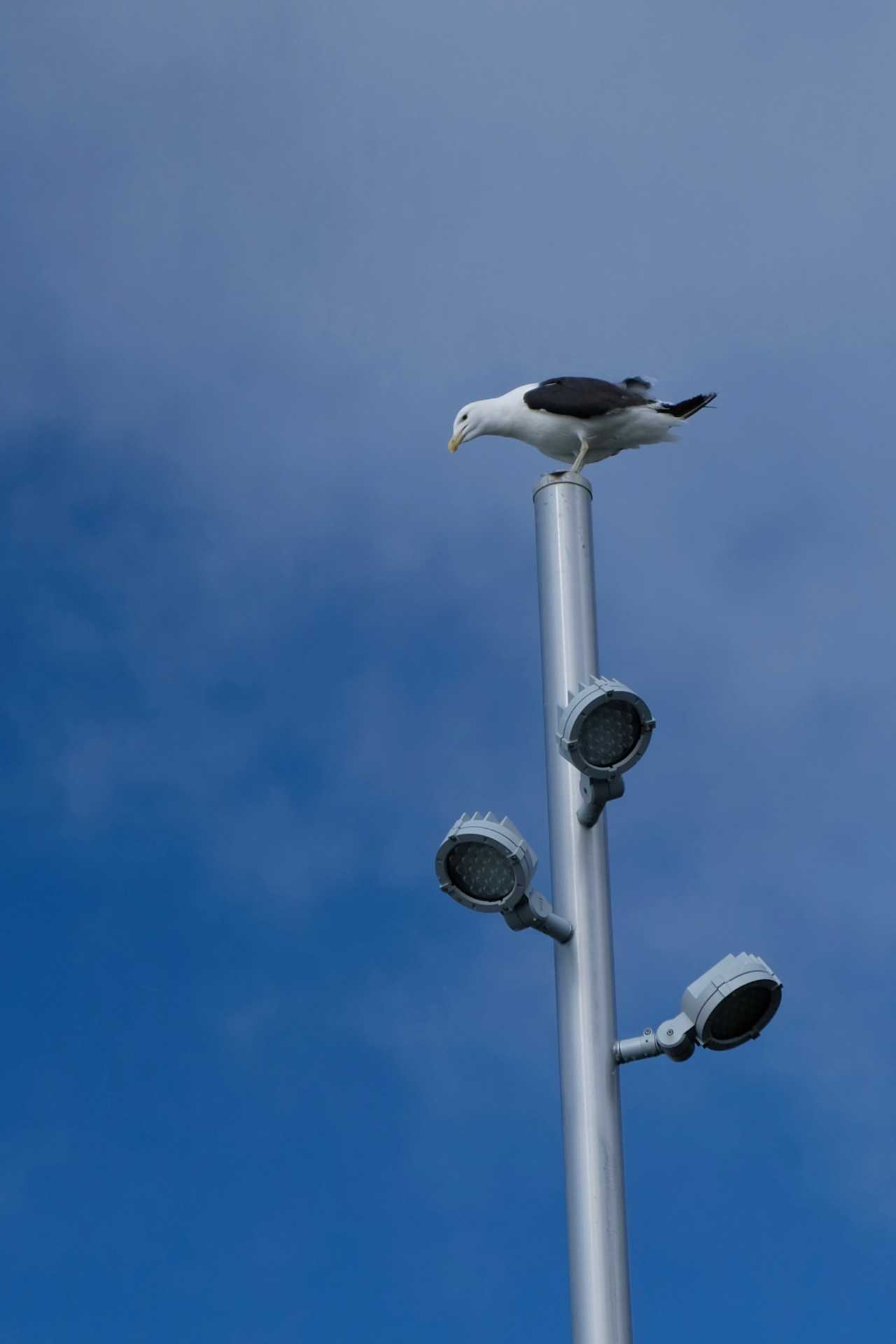 Thumbnail #15 Seagull Perched On A Pole