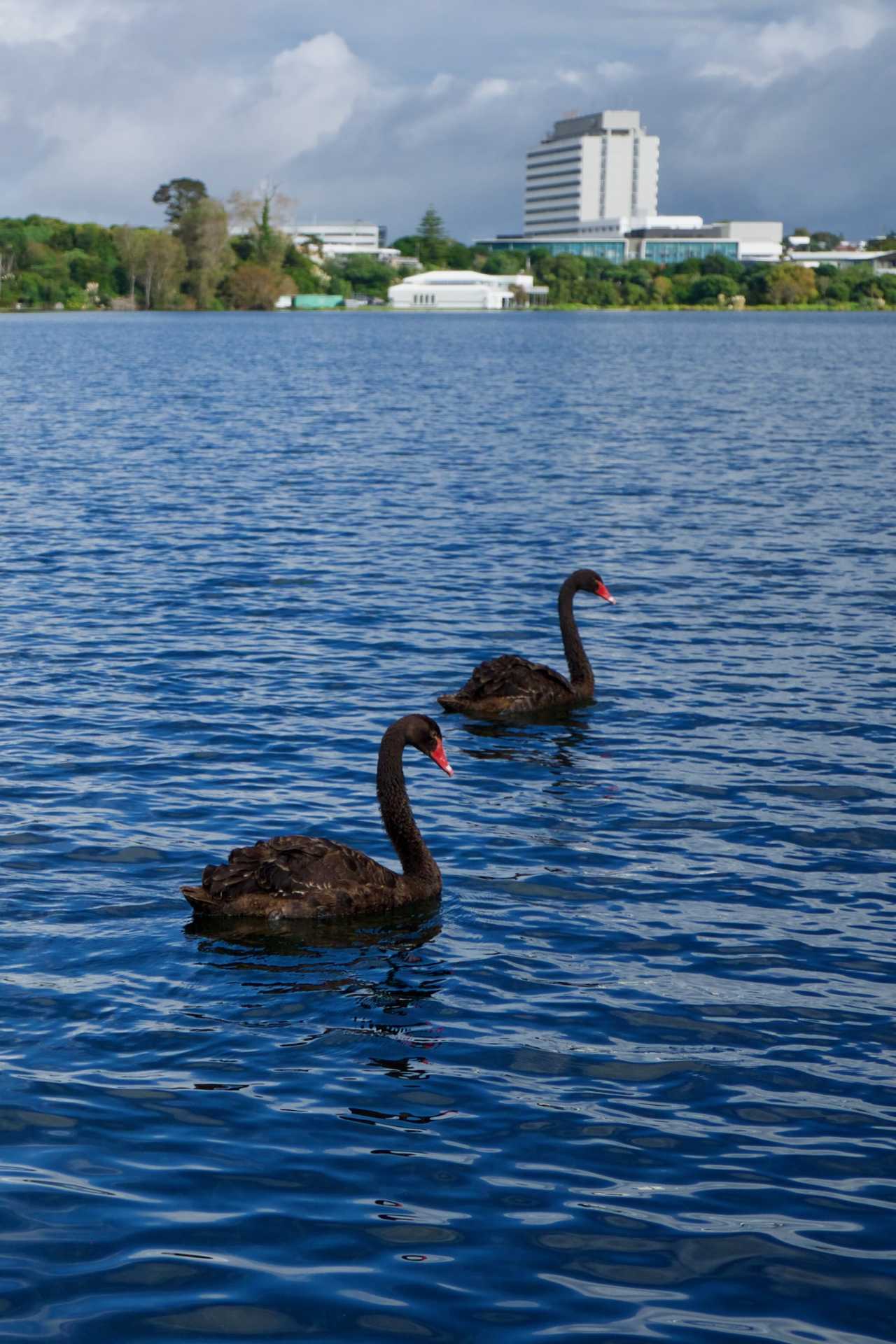 Thumbnail #05 Black Swan Couple